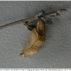 nep rivularis pupa4 volg21